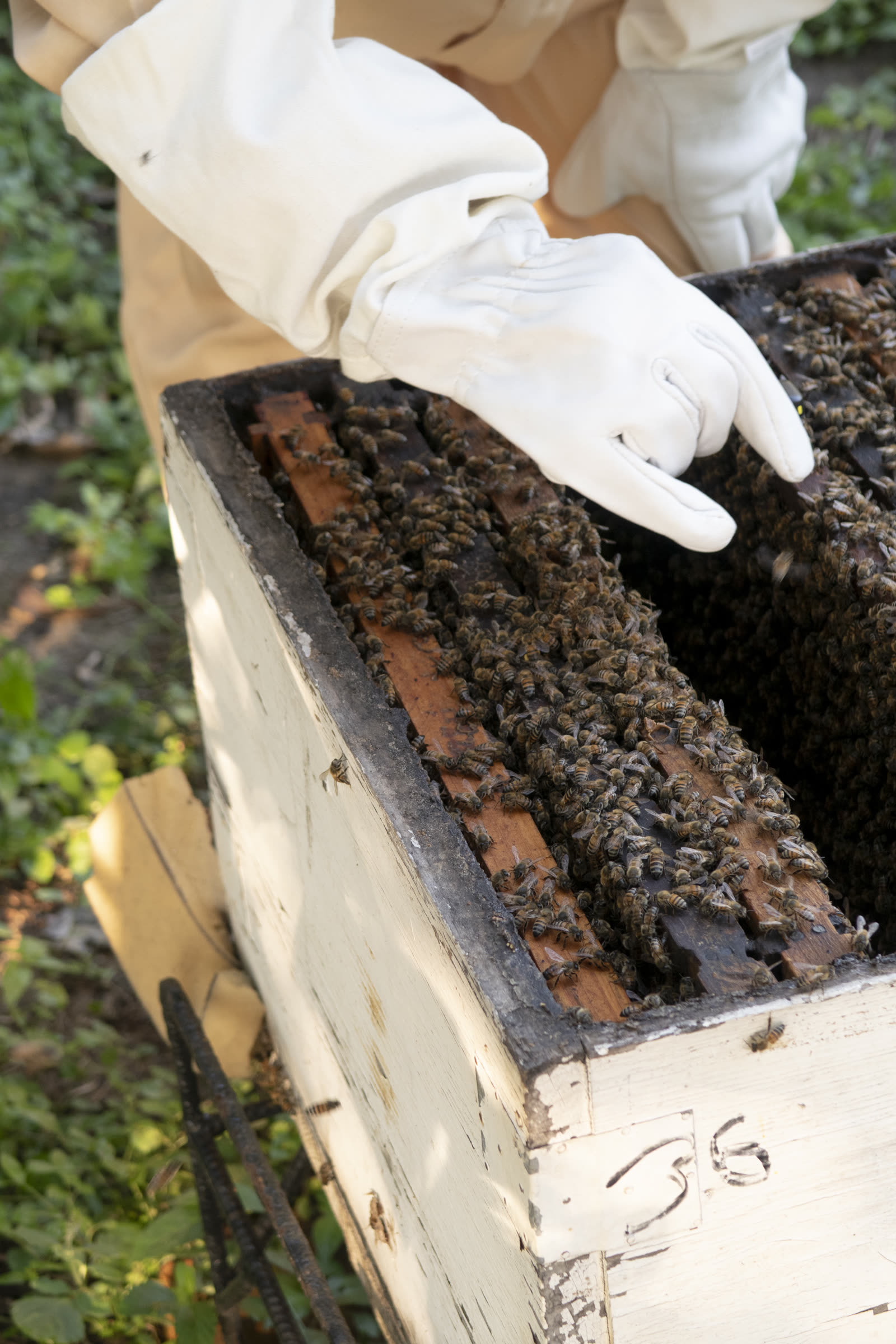 Manos enguantadas sosteniendo un marco con abejas