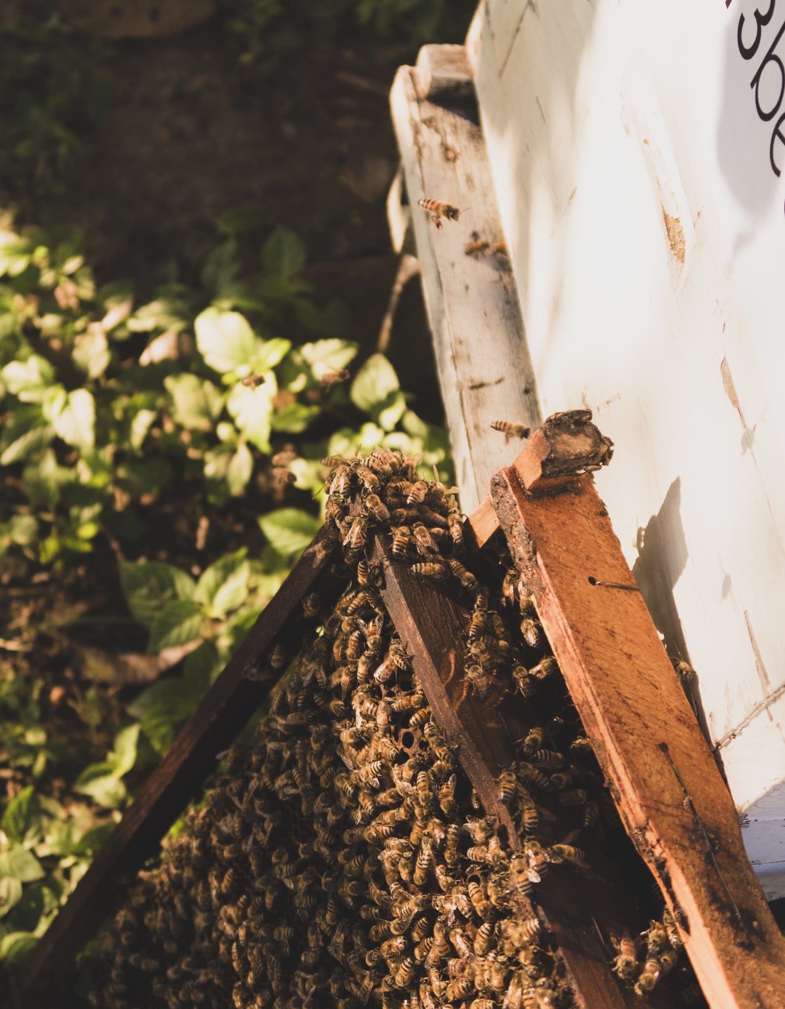 Abejas trabajando en la entrada de la colmena