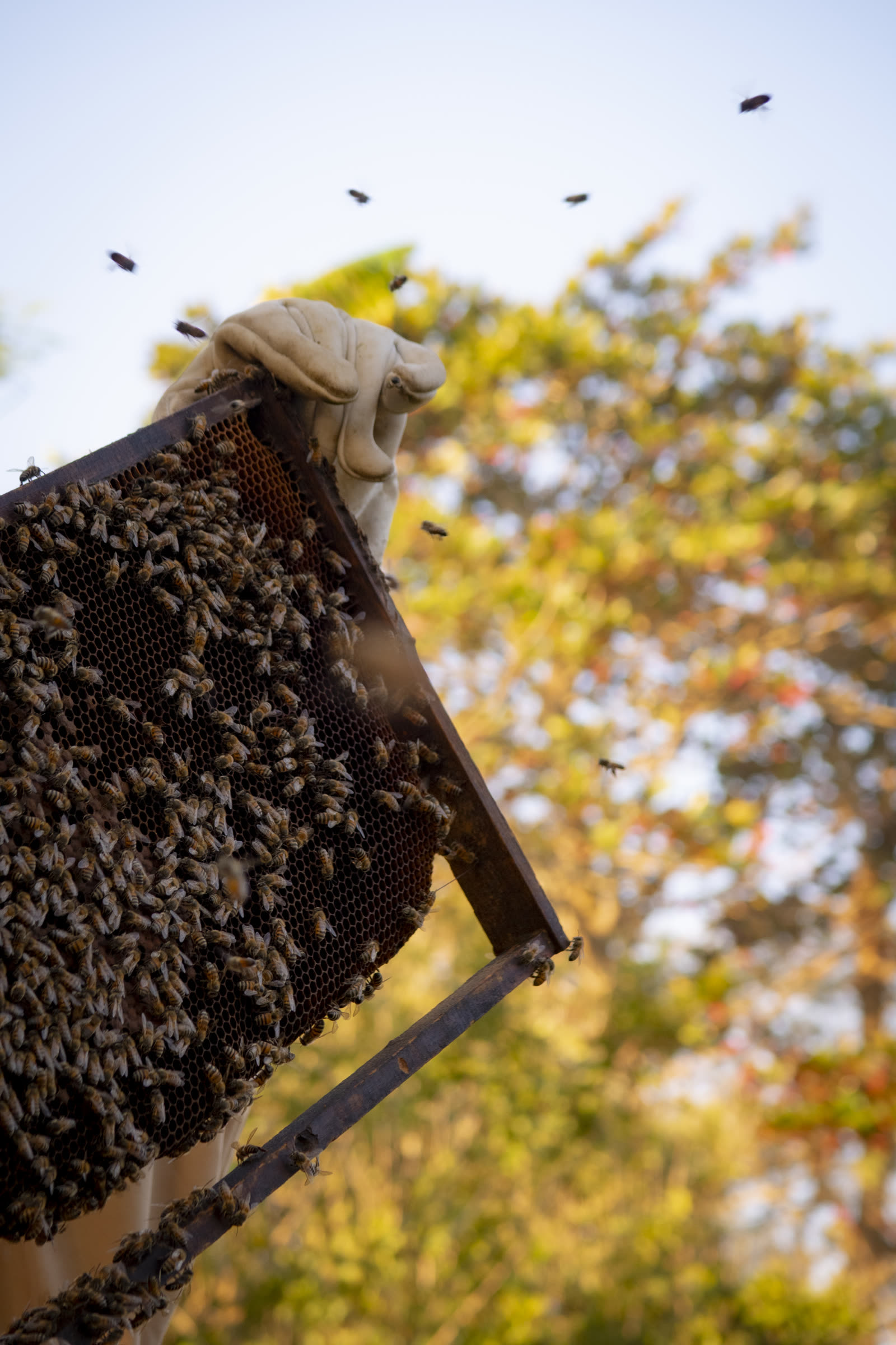 Marco de panal con abejas frente al cielo