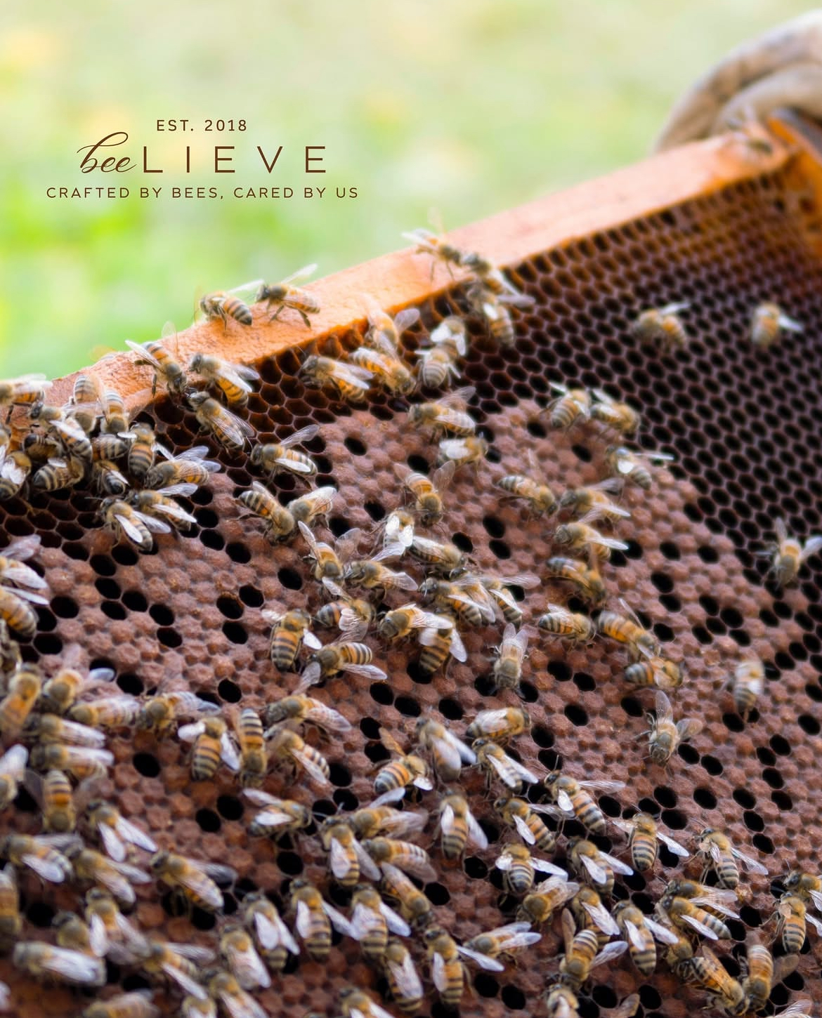 Panal de abejas Beelieve